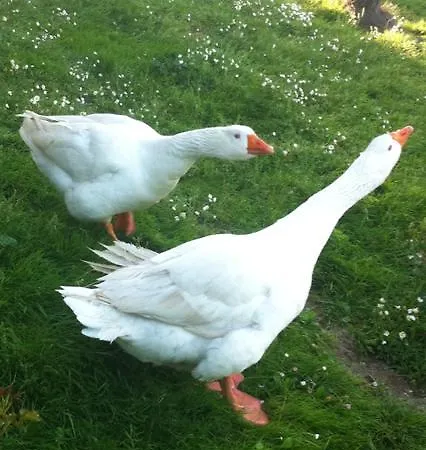 Nocleg ze śniadaniem Ai Due Vecchi Ulivi