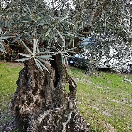 Nocleg ze śniadaniem Ai Due Vecchi Ulivi