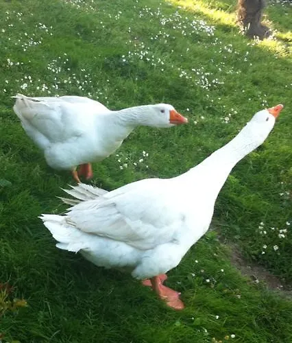 Panzió Ai Due Vecchi Ulivi