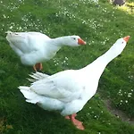 Frühstückspension Ai Due Vecchi Ulivi