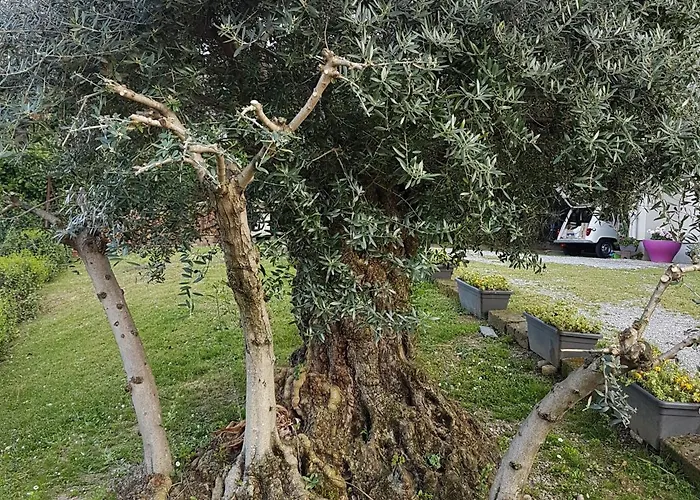 Ai Due Vecchi Ulivi